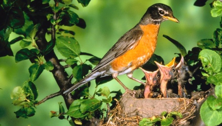 Photo Credit: Jupiterimages/Photos.com/Getty Images The American robin is the official state bird of Michigan.