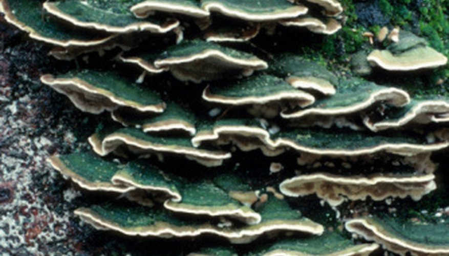 Photo Credit: Hemera Technologies/AbleStock.com/Getty Images Fungi often form symbiotic relationships with trees.