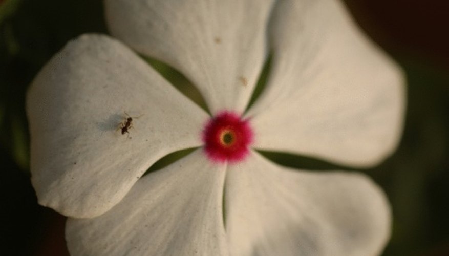 Very small ants are usually pharaoh, little black, bigheaded or thief ants. Very small ants are usually pharaoh, little black, bigheaded or thief ants.