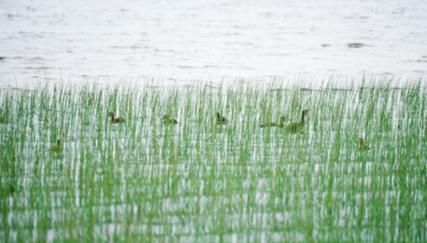 Photo Credit: Photos.com/Photos.com/Getty Images Waterfowl and many other creatures can be found in U.S. lakes and wetlands.