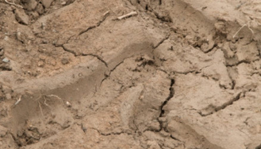 El tipo de estructura de agregado del suelo influye en el crecimiento de las plantas.