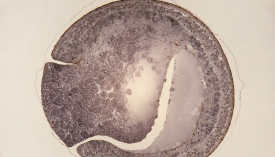 Photo Credit: Duncan Smith/Photodisc/Getty Images Life begins with a single cell.