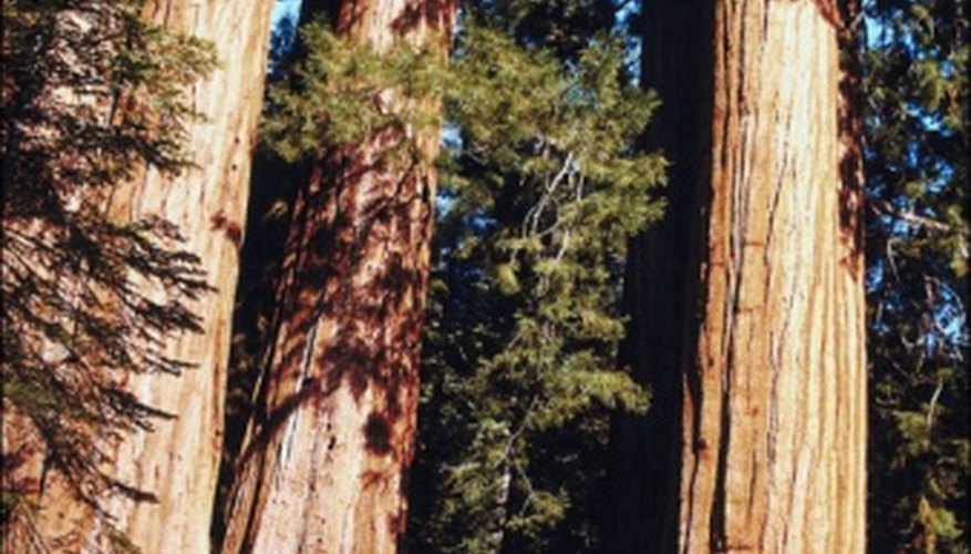 Photo Credit: Jupiterimages/Photos.com/Getty Images Coastal redwoods are the tallest tree species of the Pacific temperate rain forest.