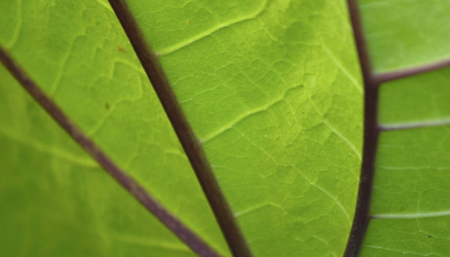 Photo Credit: Photos.com/Photos.com/Getty Images Leaves are often tested for chlorophyll levels.