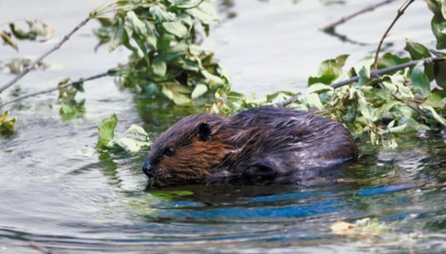 How to Tan Beaver Pelts