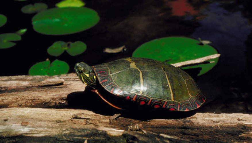 Photo Credit: Jupiterimages/Photos.com/Getty Images Painted Turtles have yellow and orange markings on the shell.