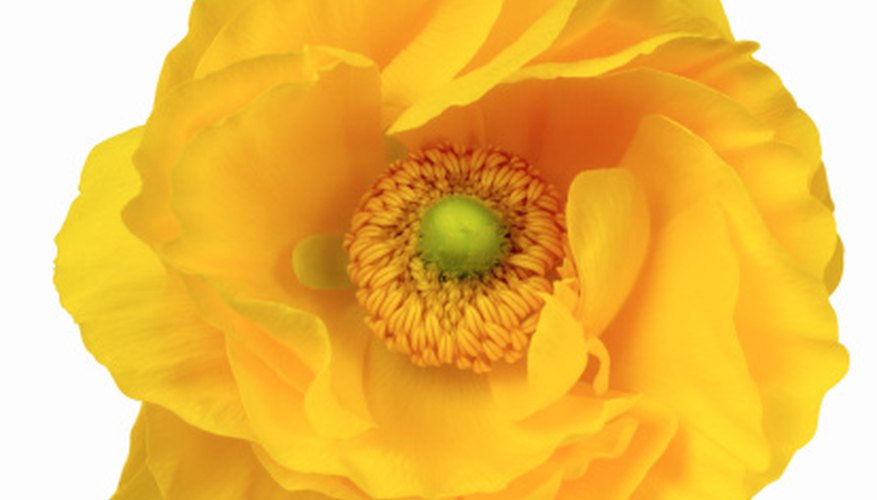 El pistilo es el órgano reproductor femenino de una flor.