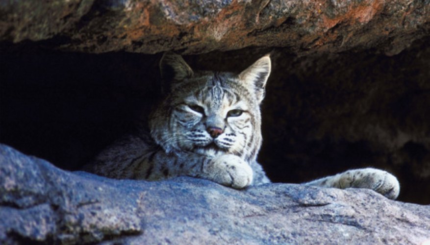 are-bobcats-dangerous-xceptional-wildlife-removal