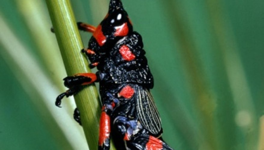 Photo Credit: Jupiterimages/Photos.com/Getty Images If you think grasshoppers can really jump, wait till you hear about froghoppers.