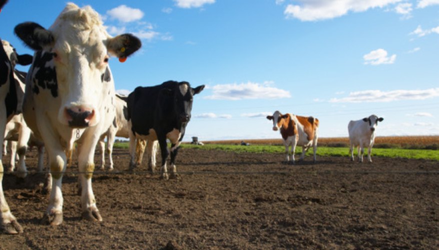 Photo Credit: Jupiterimages/Photos.com/Getty Images Cow and human digestive systems differ in many ways.
