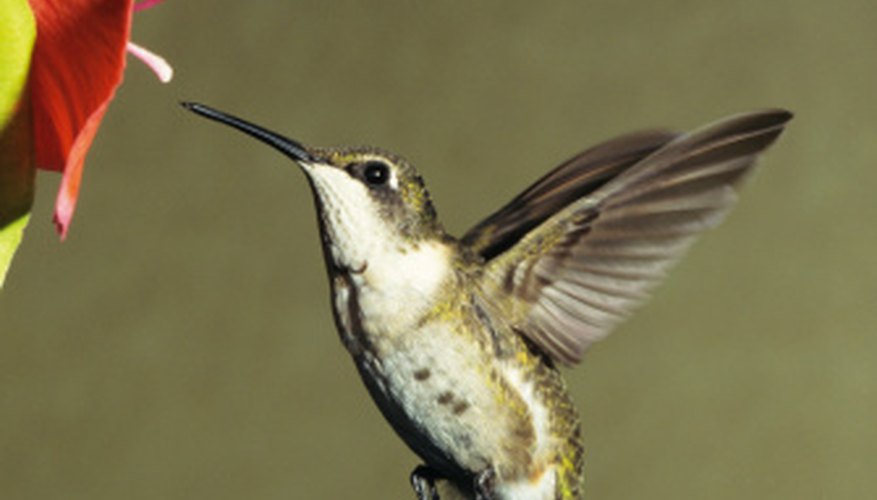 Photo Credit: Tom Brakefield/Stockbyte/Getty Images Pollination is one of the ways animals are important to plants.