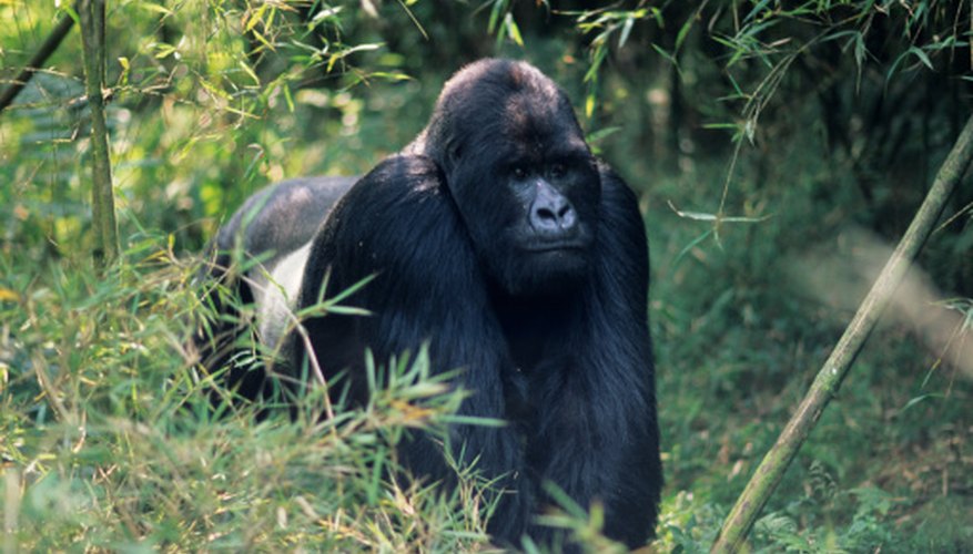 Photo Credit: Anup Shah/Digital Vision/Getty Images Of the 700 surviving mountain gorillas, 200 live in the Congo's Virunga National Park.