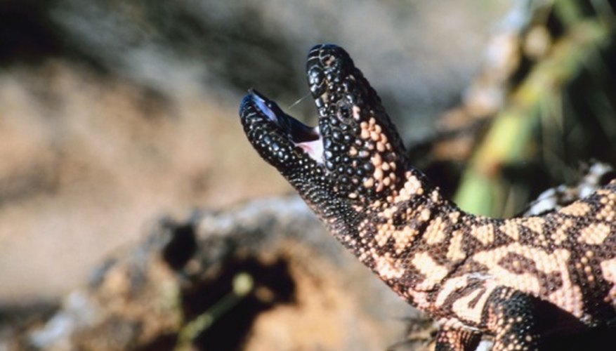 Photo Credit: Jupiterimages/Photos.com/Getty Images The gila monster flourishes in the desert.