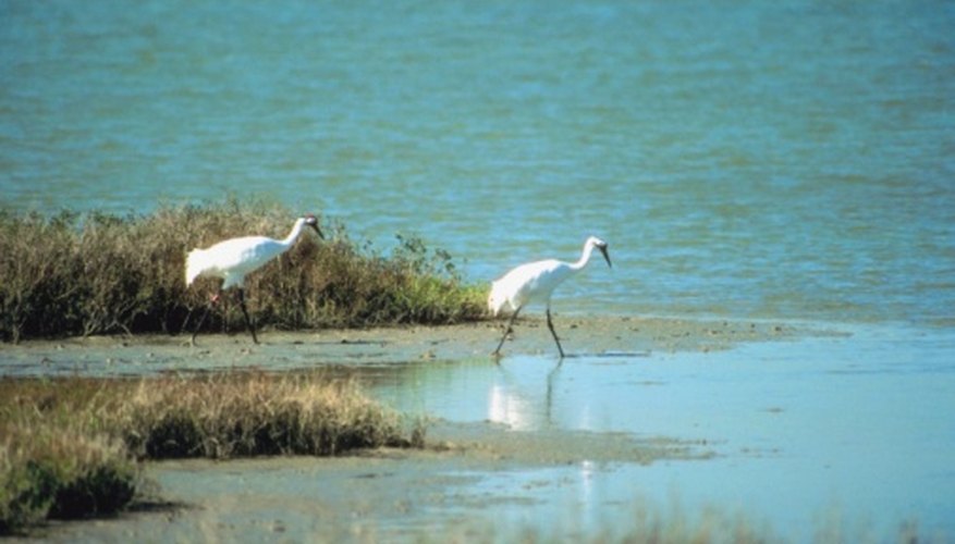 Photo Credit: Jupiterimages/Photos.com/Getty Images Whooping cranes are the tallest North American birds.