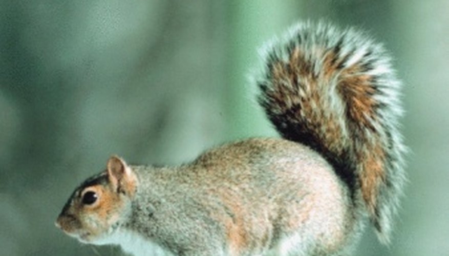 Photo Credit: Jupiterimages/Photos.com/Getty Images Gray squirrels are common tree dwellers.