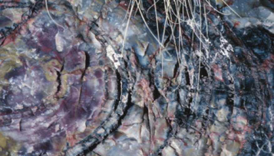 Photo Credit: Hemera Technologies/Photos.com/Getty Images A fossilized tree in the Petrified Forest of Arizona was once a living organism.