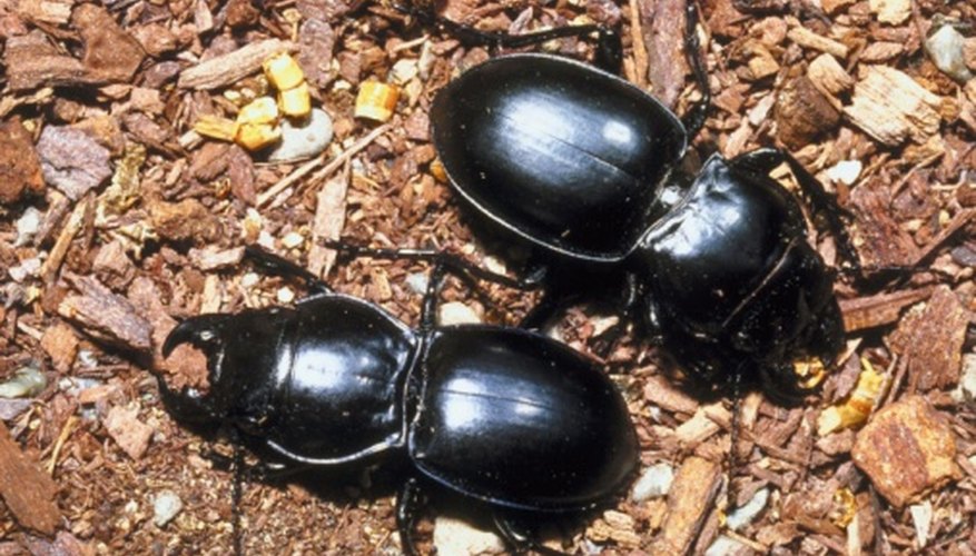 Photo Credit: Jupiterimages/Photos.com/Getty Images Beetles are common in temperate deciduous forests.