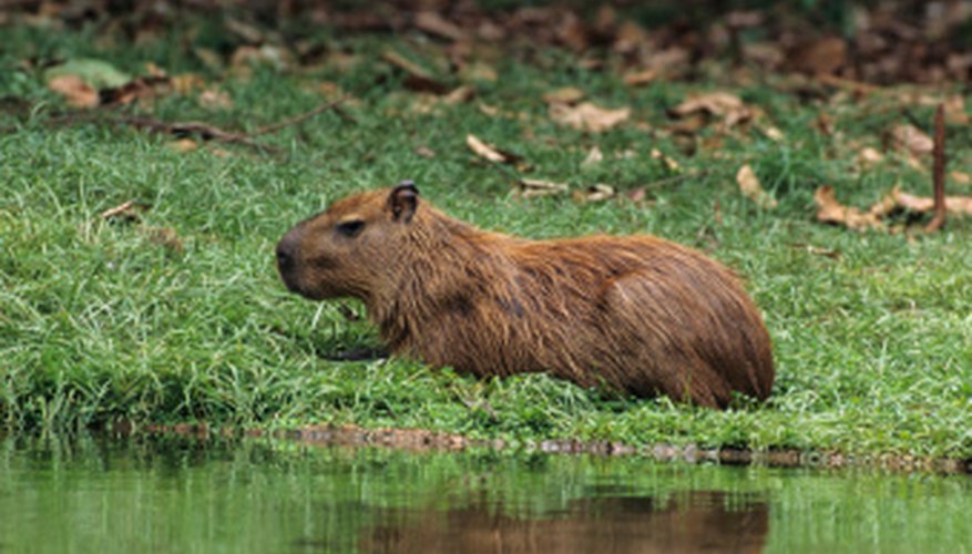 PlantEating Animals in the Rain Forest Sciencing