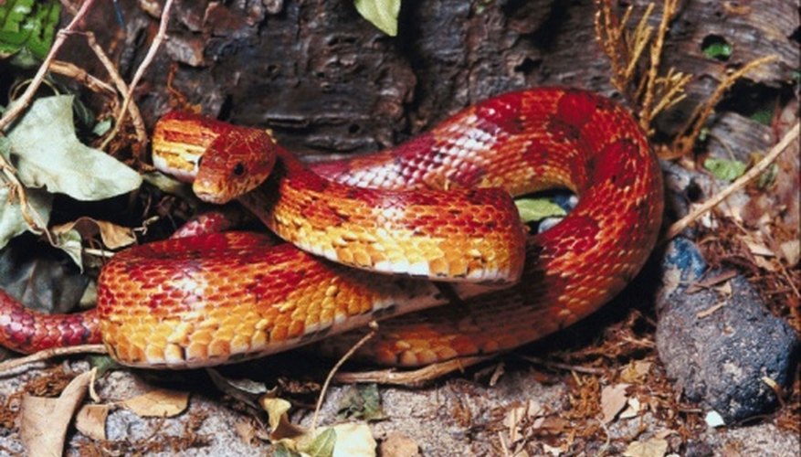 Photo Credit: Jupiterimages/Photos.com/Getty Images Corn snakes frequent the coastal plains and forests of Georgia.