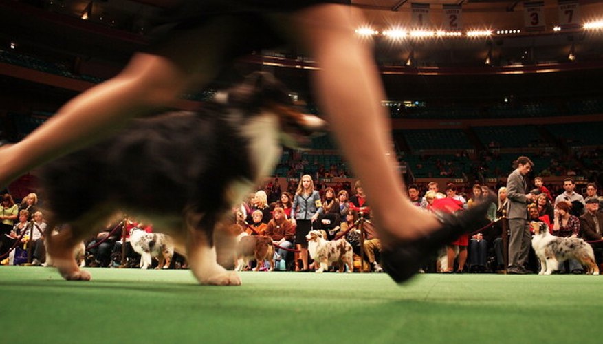 Photo Credit: Spencer Platt/Getty Images News/Getty Images Science fair projects can attempt to discover what makes a show-winning dog.