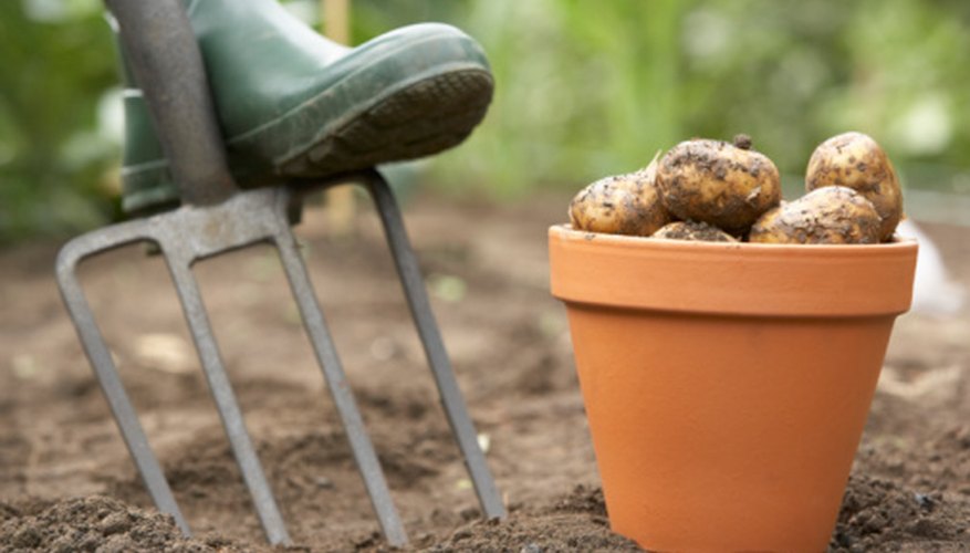 When Do You Plant Potatoes in Arkansas? Garden Guides