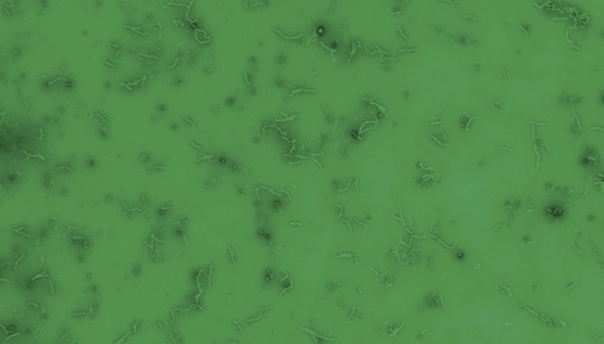 Photo Credit: Comstock Images/Comstock/Getty Images Some bacteria engage in binary fission, a form of mitosis used for reproduction.