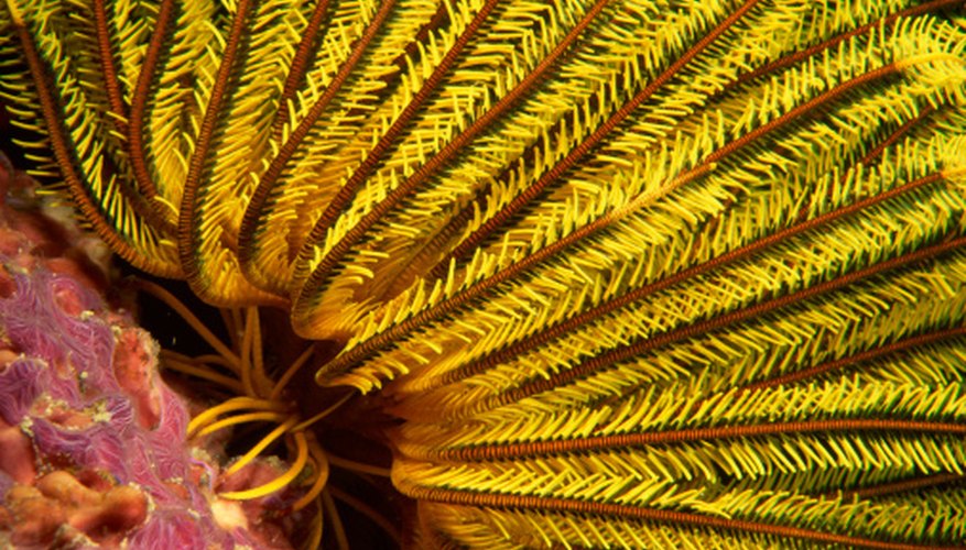 Photo Credit: Comstock Images/Comstock/Getty Images The arms of a crinoid, edged with feathery projections called pinnules, contain the animal's reproductive organs.