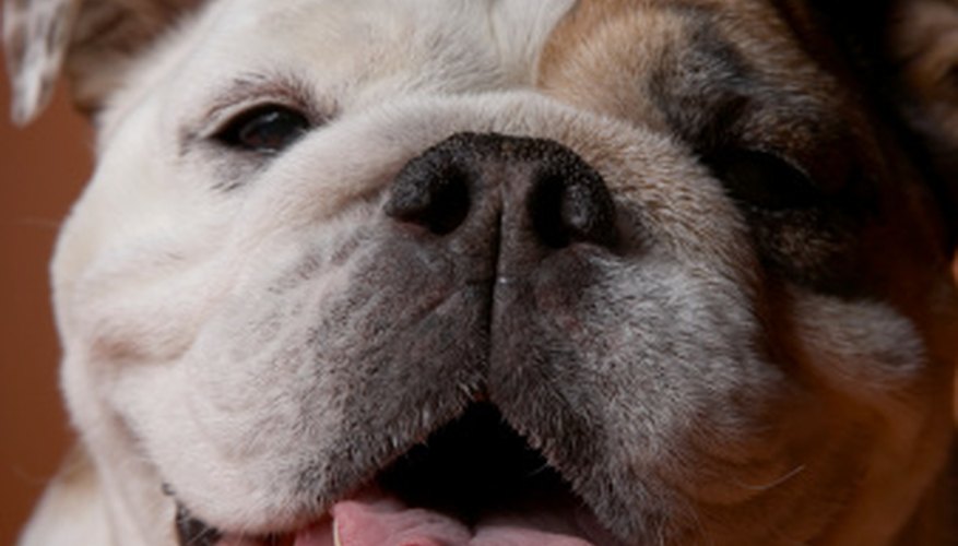 Photo Credit: Chris Amaral/Digital Vision/Getty Images English bulldogs can come in a multitude of colors.