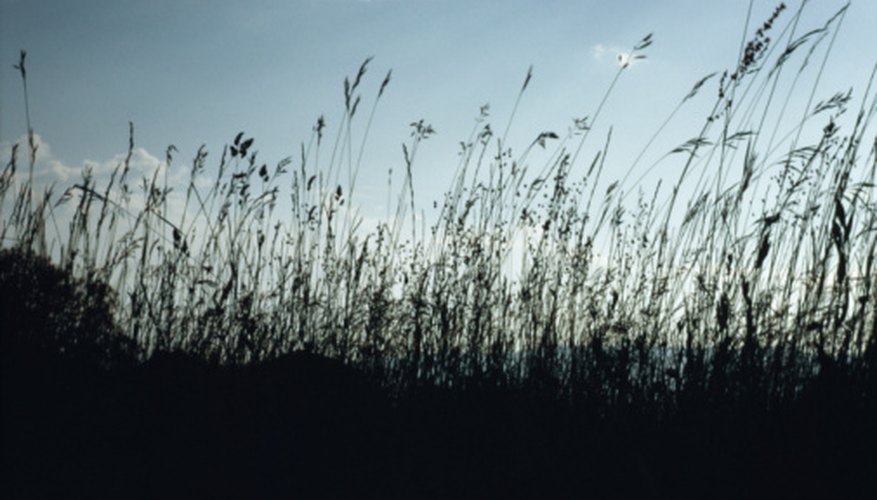 Photo Credit: Photos.com/Photos.com/Getty Images Grasses and flowering plants dominate grasslands.