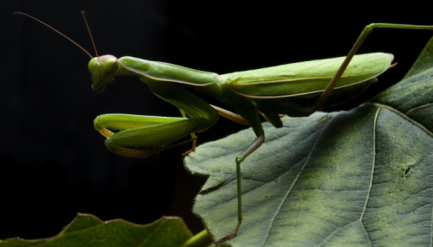 Photo Credit: Jupiterimages/Photos.com/Getty Images Praying mantids join their front legs in preparation for an attack.