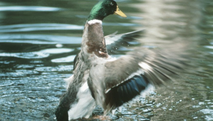 Photo Credit: Hemera Technologies/Photos.com/Getty Images The mallard is a freshwater duck.