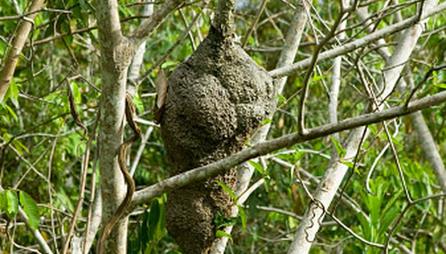 Photo Credit: Photodisc/Photodisc/Getty Images Pendulous nest