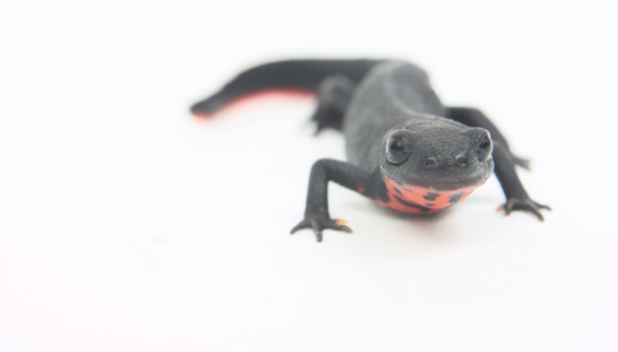 Un tritón de vientre de fuego maduro tiene unas 3 pulgadas (7,5 cm) de longitud.