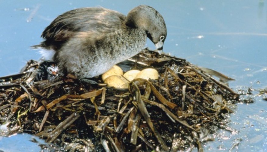 Photo Credit: Jupiterimages/Photos.com/Getty Images The pied-billed grebe is a wetlands bird native to Florida.