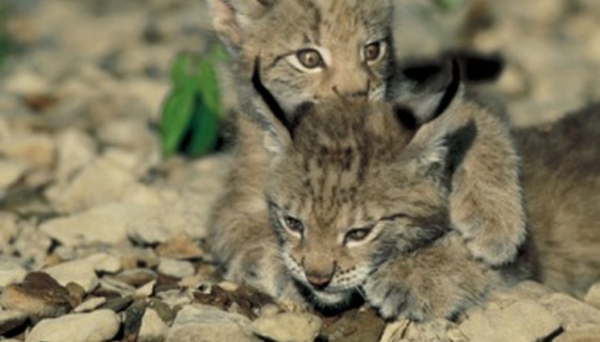 Photo Credit: Jupiterimages/Photos.com/Getty Images Most bobcat types are not considered endangered.