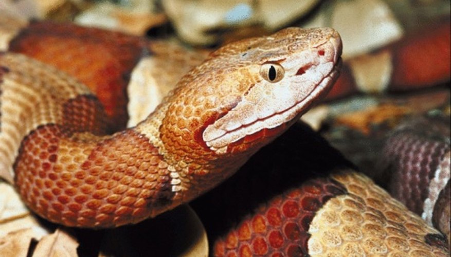 Copperhead Snakes in Upstate New York | Sciencing
