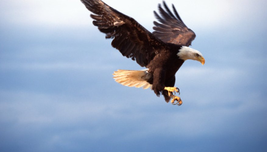 Photo Credit: Jupiterimages/Photos.com/Getty Images These two eagles share size and national stature.