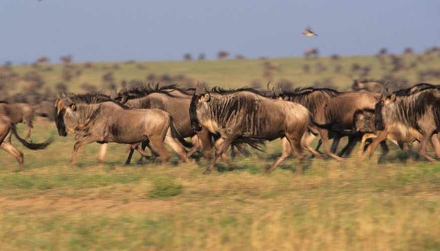 What Are The Trophic Levels In The Savanna? | Sciencing