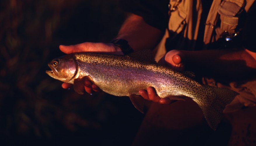 What Do Trout Eat in the Winter?