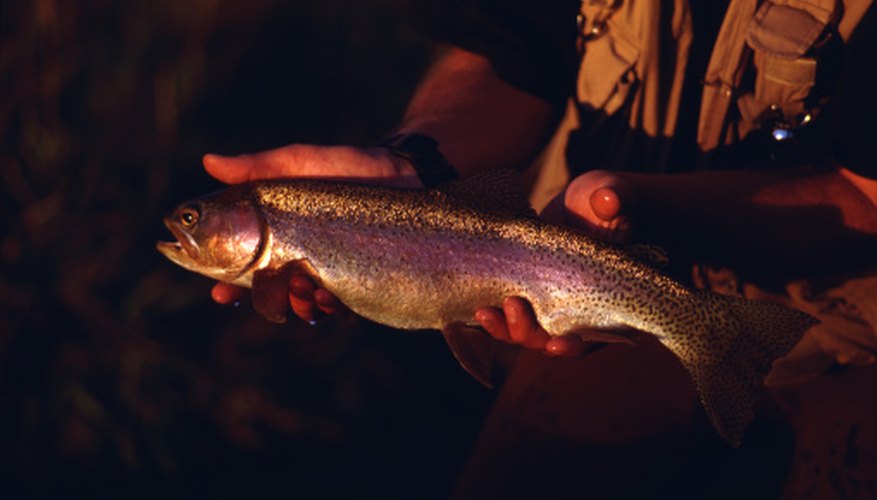 What Do Trout Eat in the Winter? Gone Outdoors Your Adventure Awaits