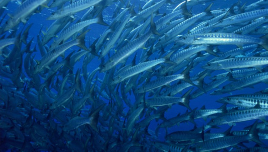 Photo Credit: Jupiterimages/Photos.com/Getty Images There are approximately 3.9 million fish in the Choptank as of 1997.