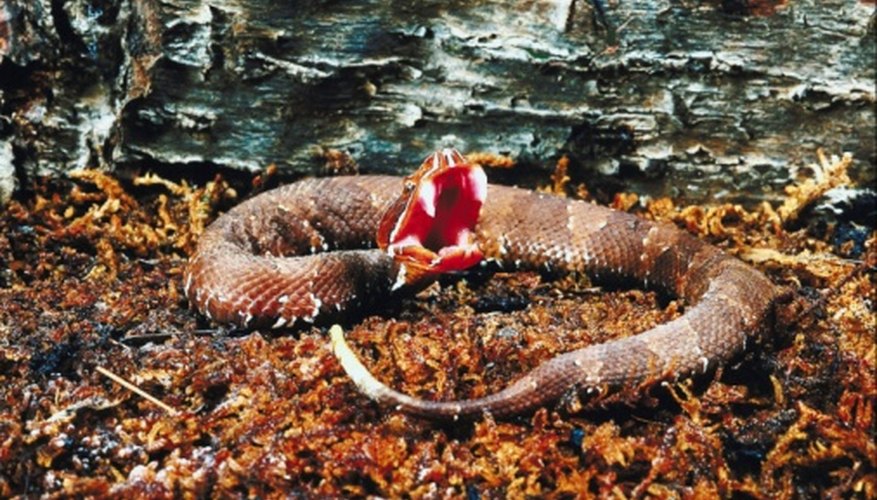 Photo Credit: Jupiterimages/Photos.com/Getty Images All pit vipers are live-bearing -- and potentially dangerous.