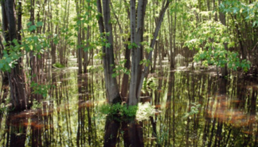 Photo Credit: Jupiterimages/Photos.com/Getty Images A tract of swamp tends to support impressive biodiversity.