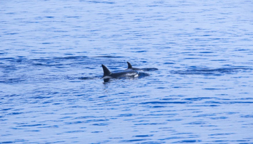 Photo Credit: Jupiterimages/Photos.com/Getty Images Killer whales live in ocean ecosystems.