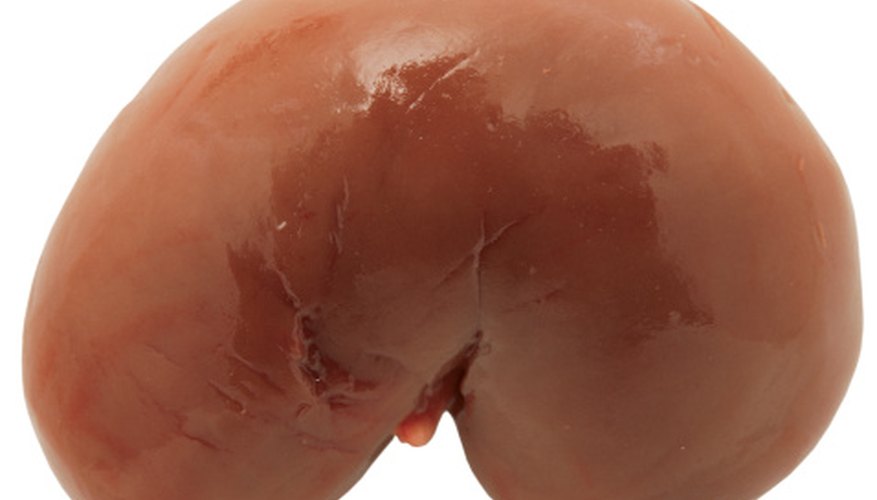 Photo Credit: Stockbyte/Stockbyte/Getty Images The kidneys filter the blood and send urine to the bladder.