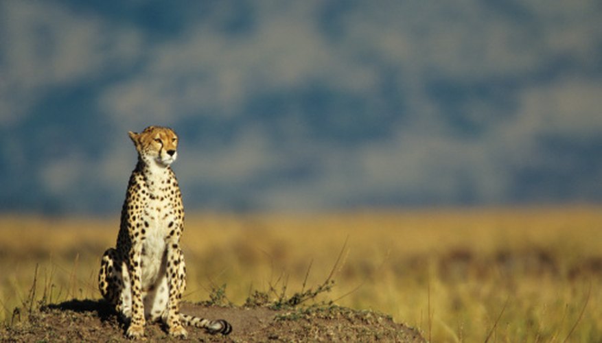 The Cheetah in the grassland песня слушать 4 класс