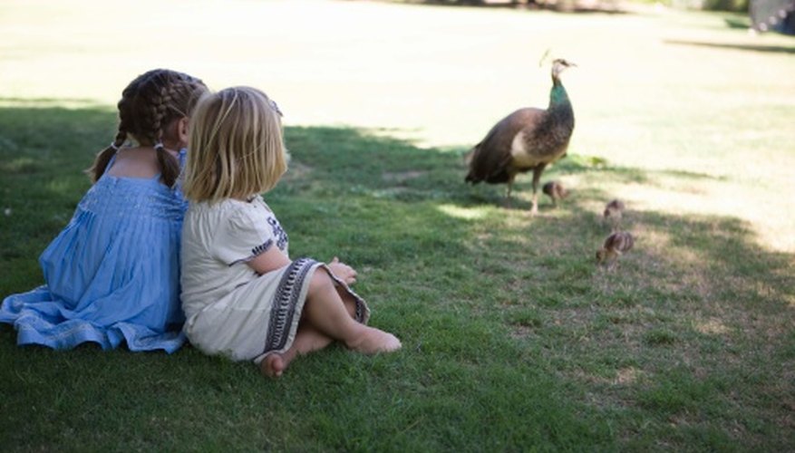 Photo Credit: Jupiterimages/Brand X Pictures/Getty Images Peacock advocates say they enjoy being around people.