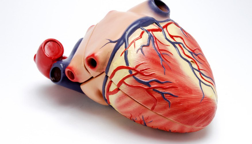 Photo Credit: Nicholas Eveleigh/Stockbyte/Getty Images The heart is the motor of the circulatory system, delivering oxygen to the body.