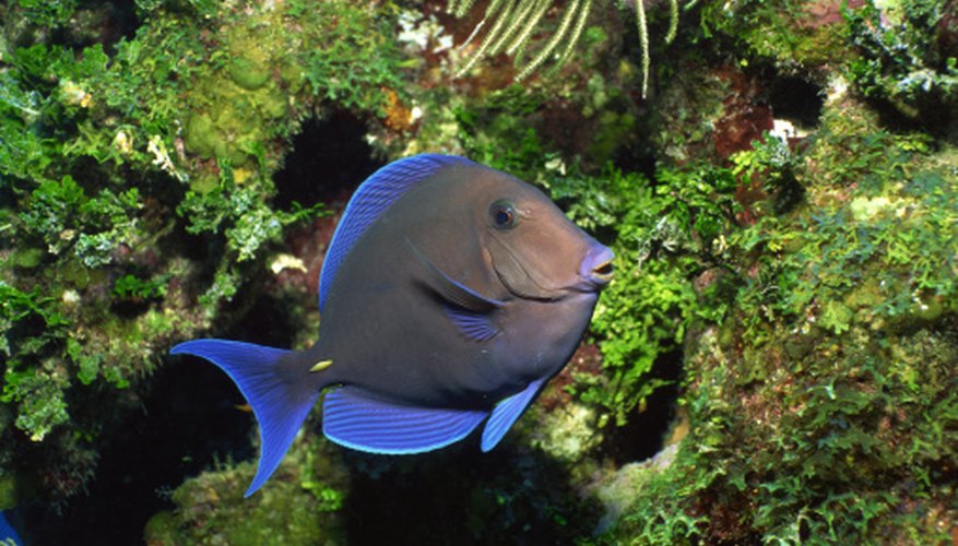 Photo Credit: Comstock/Comstock/Getty Images Herbivorous fish species typically find food and shelter around coral reefs.