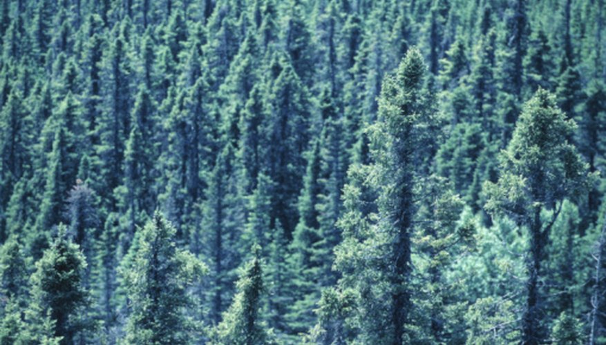 Photo Credit: Hemera Technologies/Photos.com/Getty Images Taiga forests are dominated by evergreen trees.